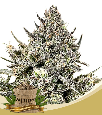 Cheeta the Hut Strain Feminized Marijuana Seeds 