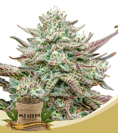 Face Fat Strain Autoflowering Feminized Marijuana Seeds 