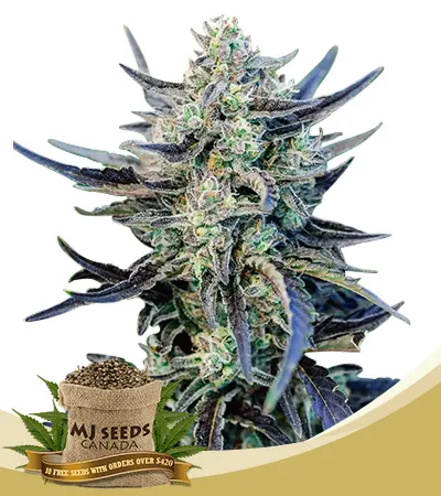 Fog Dog Strain Autoflowering Feminized Marijuana Seeds Fog Dog Strain Autoflowering Feminized Marijuana Seeds