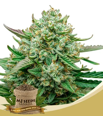 Froot by the Foot Strain Autoflowering Feminized Marijuana Seeds Froot by the Foot Strain Autoflowering Feminized Marijuana Seeds