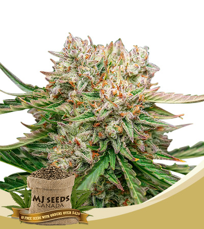 GMO OG Strain Autoflowering Feminized Marijuana Seeds 