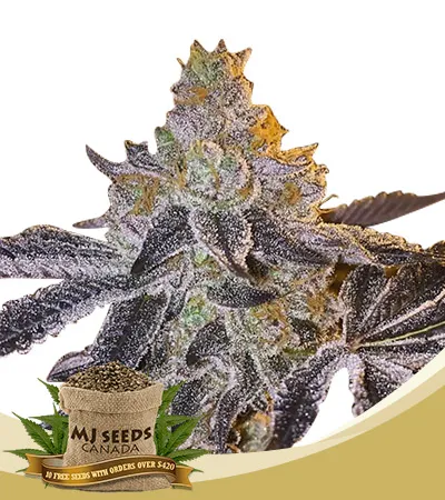 Gopher Glue Strain Fast Version Feminized Marijuana Seeds 