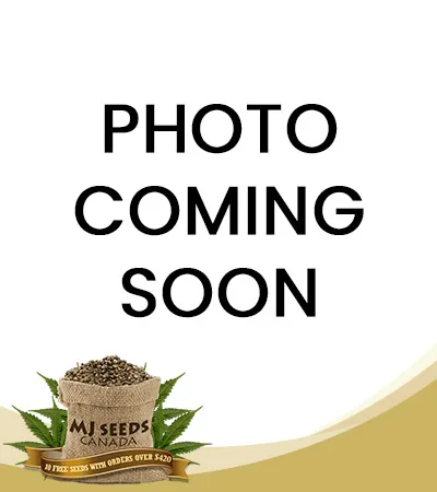 Grapes N Cream Strain Fast Version Feminized Marijuana Seeds 