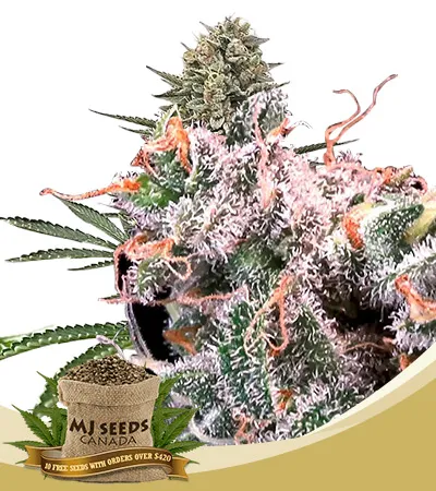 Kombucha Cream Strain Feminized Marijuana Seeds Kombucha Cream Strain Feminized Marijuana Seeds