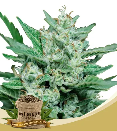 Papa Smurf Strain Fast Version Feminized Marijuana Seeds Papa Smurf Strain Fast Version Feminized Marijuana Seeds