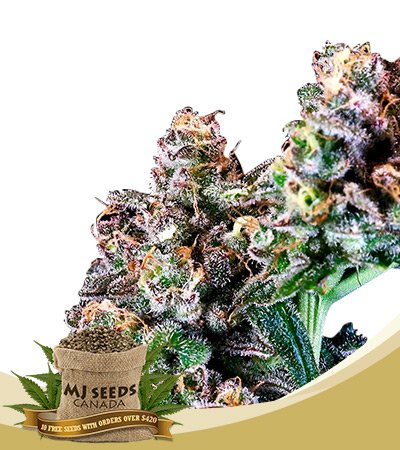 Purple Punch Strain Feminized Marijuana Seeds 