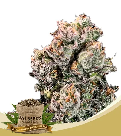 Slurpicane Strain Fast Version Feminized Marijuana Seeds Slurpicane Strain Fast Version Feminized Marijuana Seeds