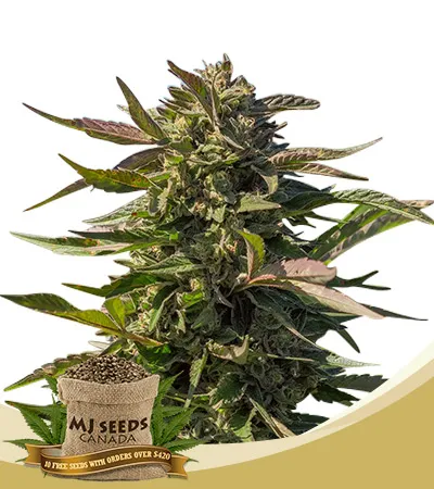 Snow Panda Strain Fast Version Feminized Marijuana Seeds 
