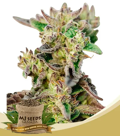 Tricross Strain Autoflowering Feminized Marijuana Seeds Tricross Strain Autoflowering Feminized Marijuana Seeds