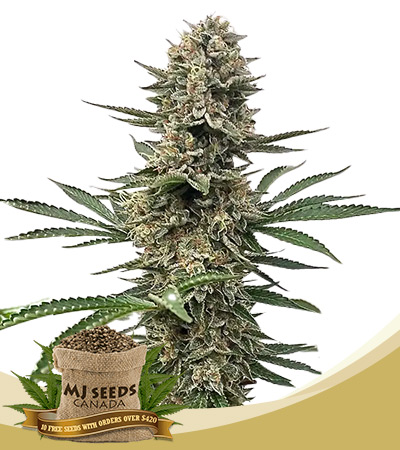 Space Panda Strain Feminized Marijuana Seeds 