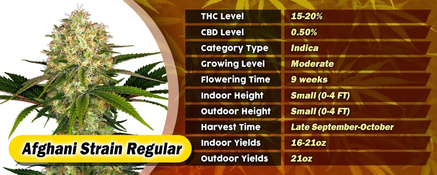 Afghani Strain Regular