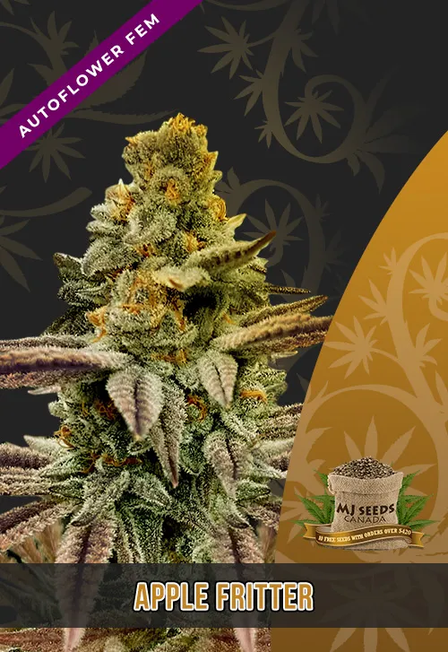 Apple Fritter Strain Autoflowering Feminized Marijuana Seeds Apple Fritter Strain Autoflowering Feminized Marijuana Seeds