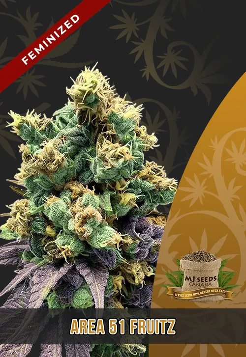 Area 51 Fruitz Strain Feminized Marijuana Seeds