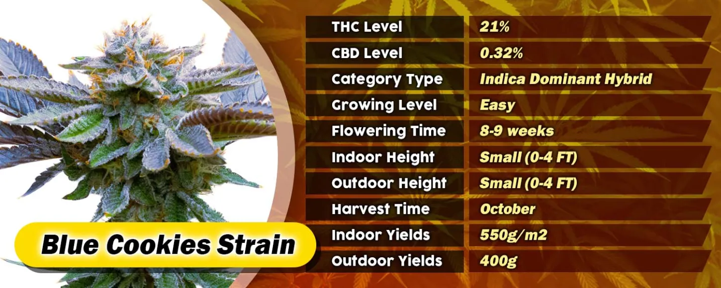 Blue Cookies Strain Feminized