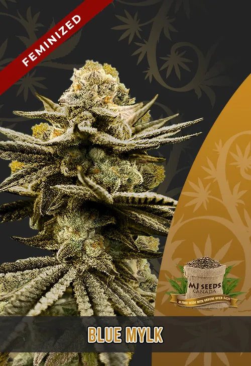 Blue Mylk Strain Feminized Marijuana Seeds Blue Mylk Strain Feminized Marijuana Seeds