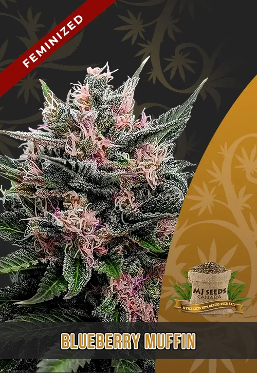 Blueberry Muffin Strain Feminized Marijuana Seeds