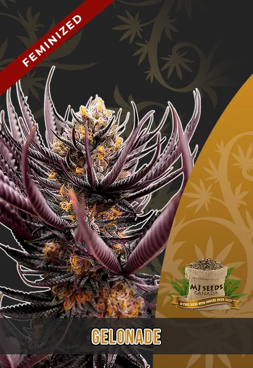 Gelonade Strain Feminized Marijuana Seeds Gelonade Strain Feminized Marijuana Seeds