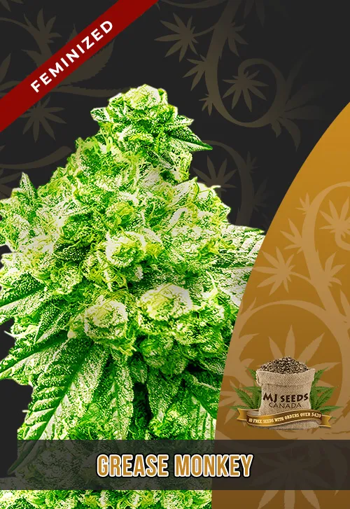 Grease Monkey Strain Feminized Marijuana Seeds MjSeedsCanada