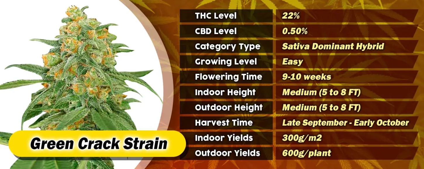 Green Crack Strain Feminized