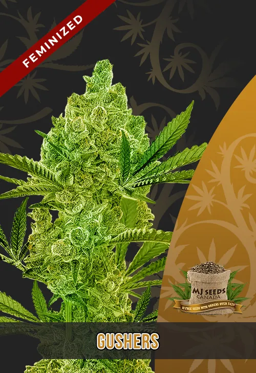 Gushers Strain Feminized Fast Version Marijuana Seeds Gushers Strain Feminized Fast Version Marijuana Seeds