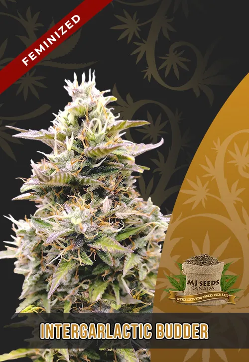 InterGarlactic Budder Strain Feminized Marijuana Seeds InterGarlactic Budder Strain Feminized Marijuana Seeds
