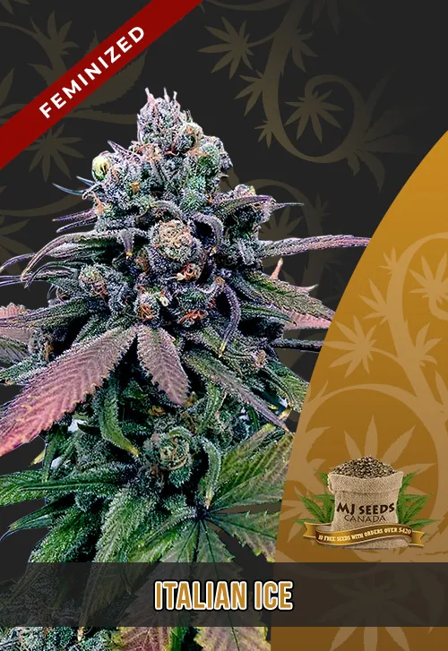 Italian Ice Strain Feminized Marijuana Seeds Italian Ice Strain Feminized Marijuana Seeds