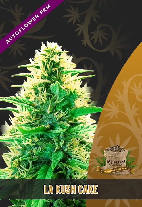 La Kush Cake Autoflowering Feminized Marijuana Seeds La Kush Cake Autoflowering Feminized Marijuana Seeds