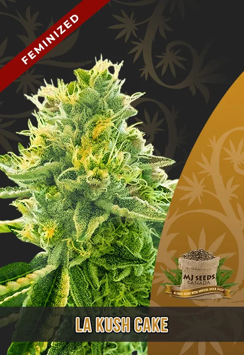 La Kush Cake Feminized Marijuana Seeds
