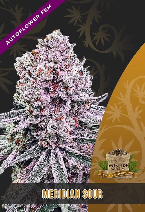 Meridian Sour Strain Autoflowering Feminized Marijuana Seeds Meridian Sour Strain Autoflowering Feminized Marijuana Seeds