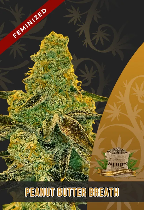 Peanut Butter Breath Strain Feminized Fast Version Marijuana Seeds