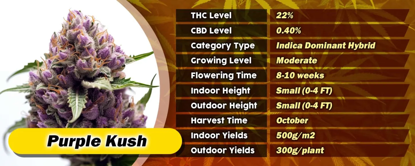 Purple Kush Feminized