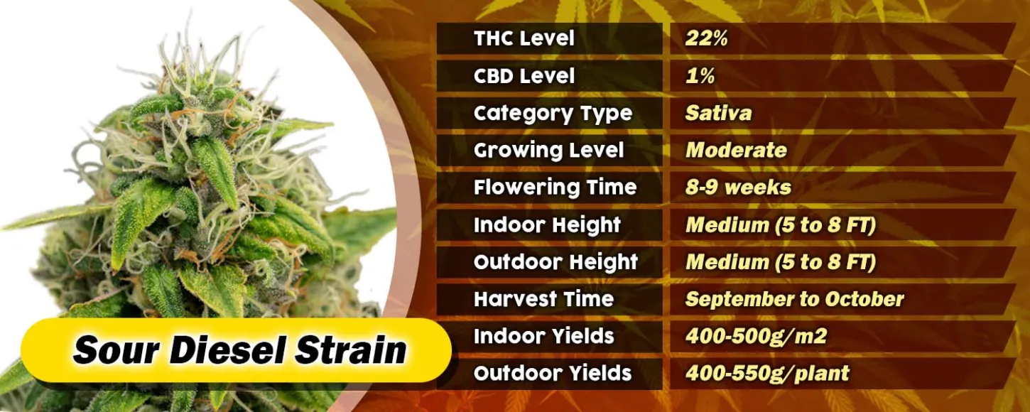 Sour Diesel Strain Feminized