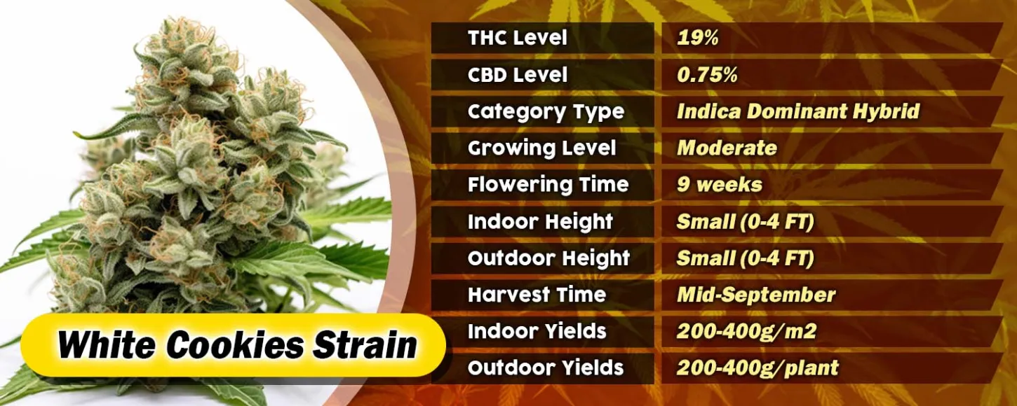 White Cookies Strain Feminized