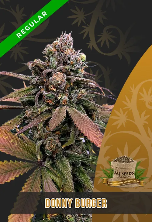 Donny Burger Strain Regular Marijuana Seeds