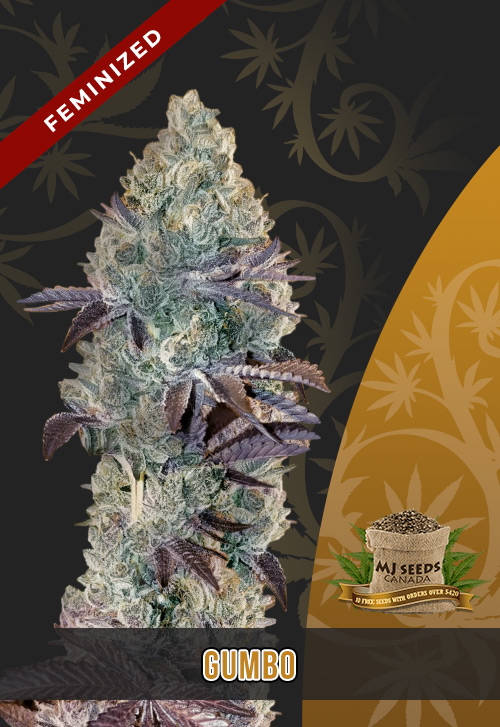Gumbo Strain Feminized Marijuana Seeds MjSeedsCanada