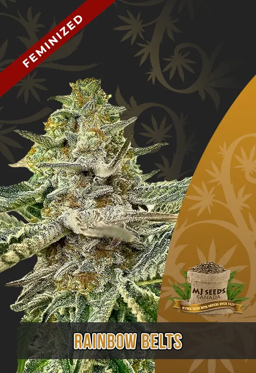 Rainbow Belts Strain Feminized Marijuana Seeds Rainbow Belts Strain Feminized Marijuana Seeds