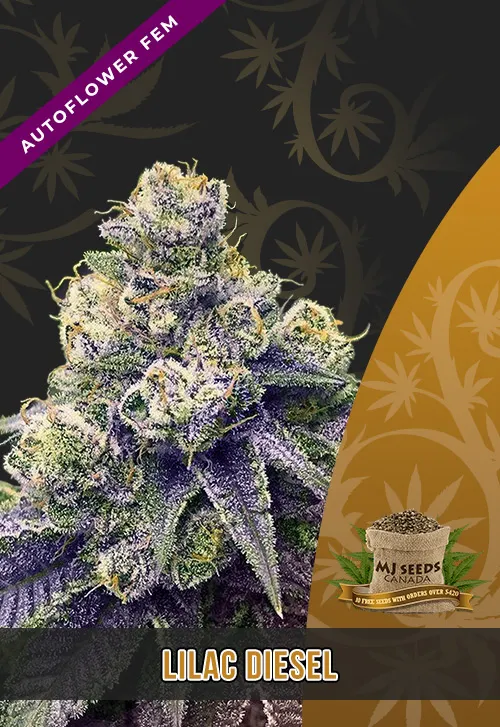 Lilac Diesel Strain Autoflowering Feminized Marijuana Seeds Lilac Diesel Strain Autoflowering Feminized Marijuana Seeds