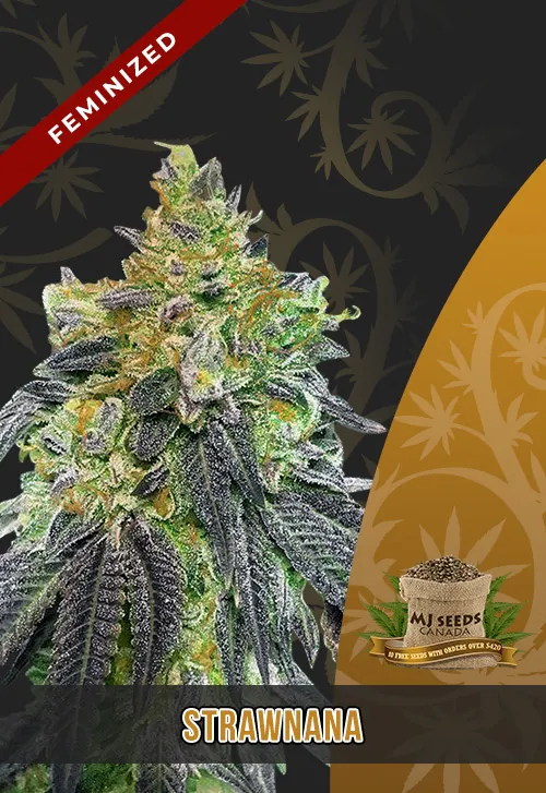 Strawnana Strain Feminized Marijuana Seeds Strawnana Strain Feminized Marijuana Seeds