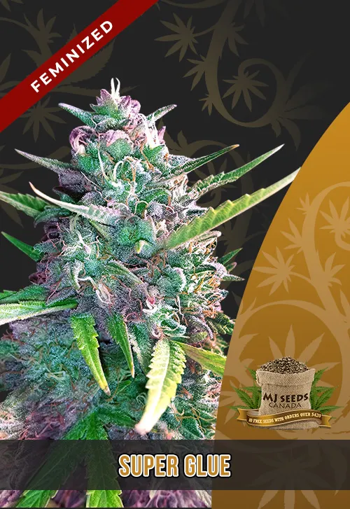 Super Glue Strain Feminized Marijuana Seeds Super Glue Strain Feminized Marijuana Seeds