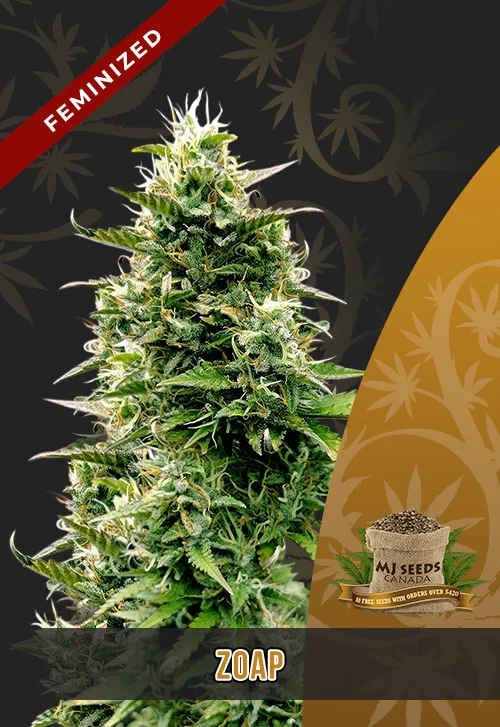 Zoap Strain Feminized Marijuana Seeds Zoap Strain Feminized Marijuana Seeds