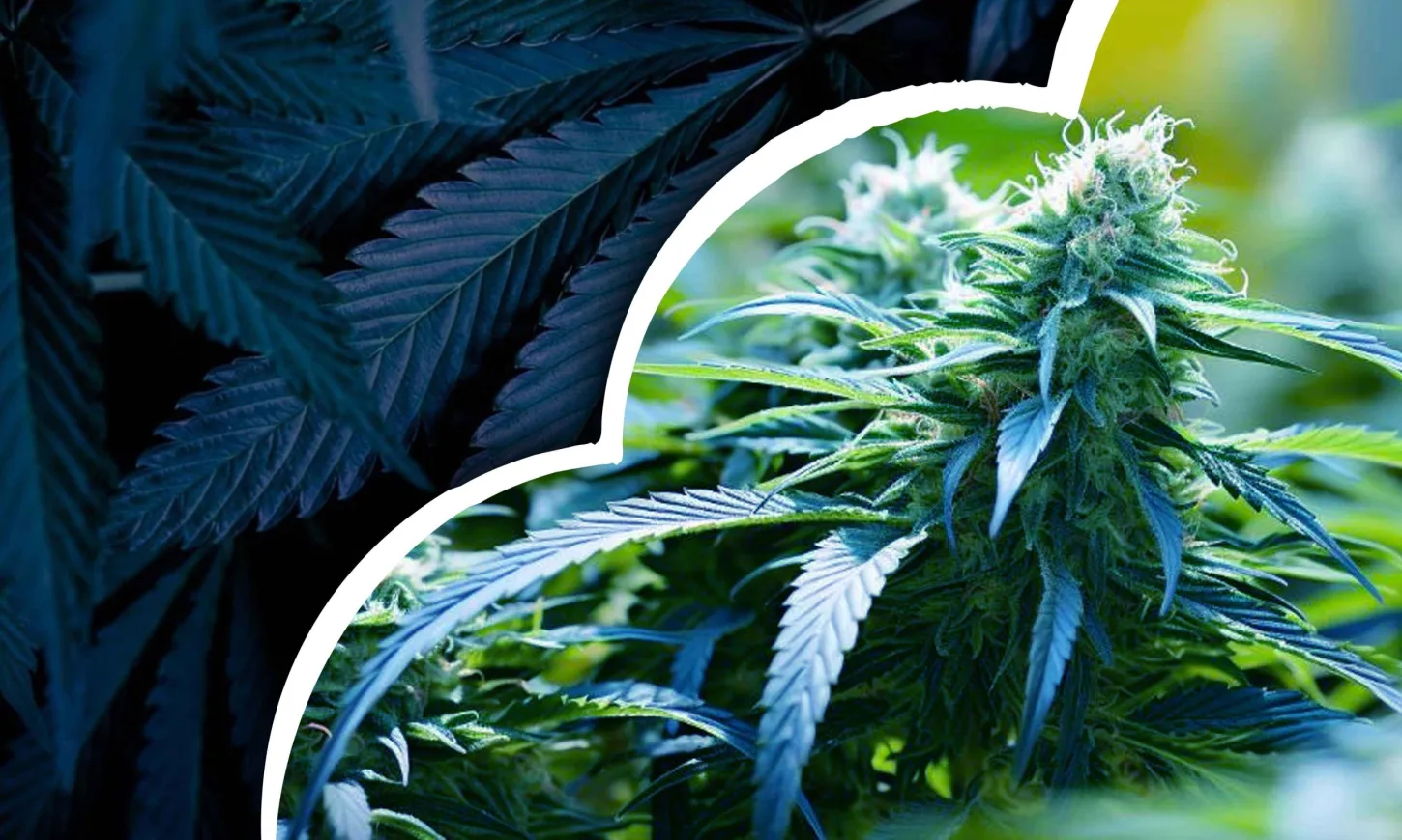 blue dream week by week