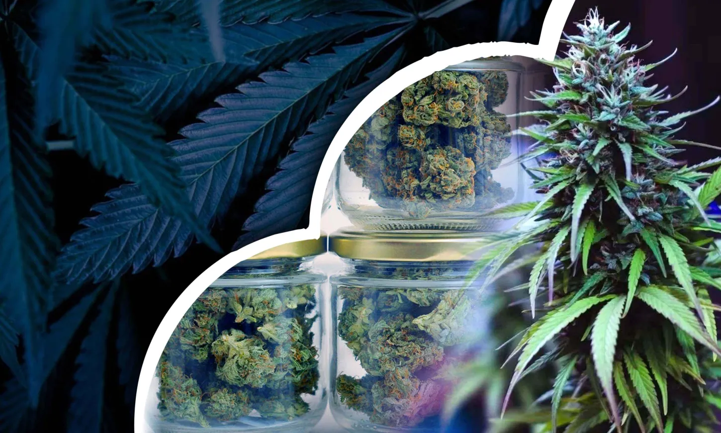 blue dream week by week