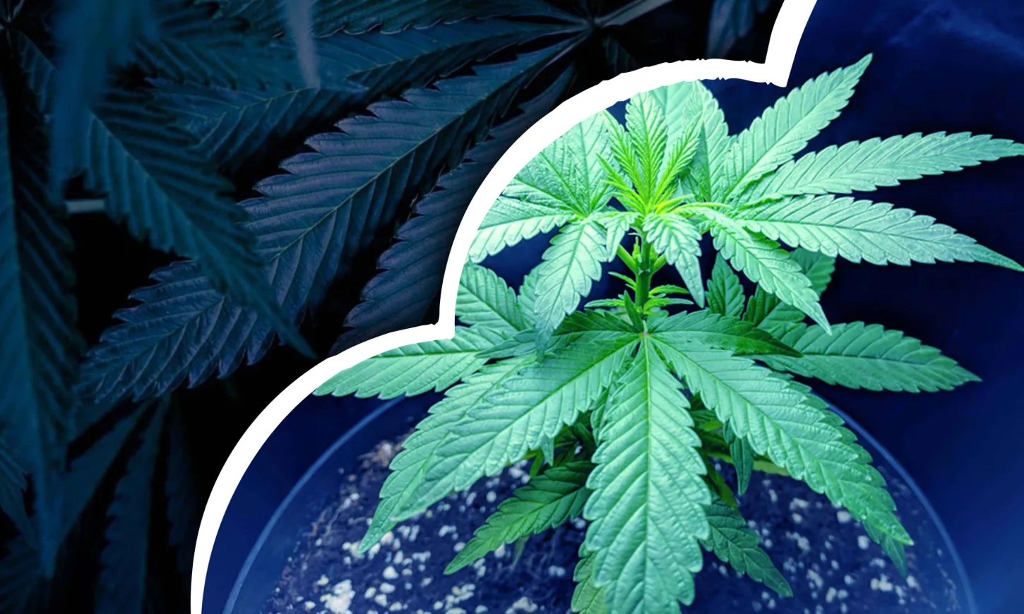 blue dream week by week