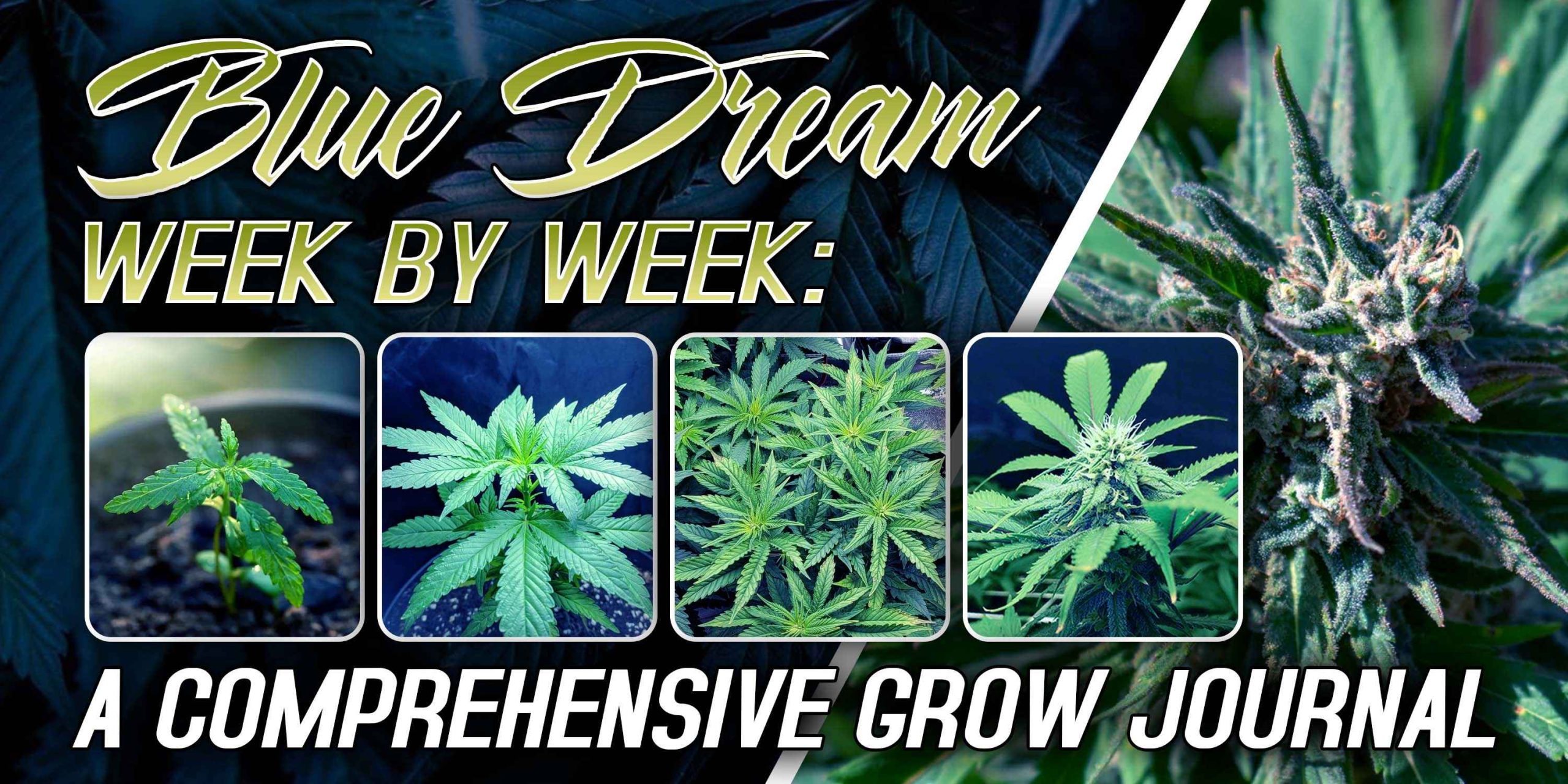 blue dream week by week