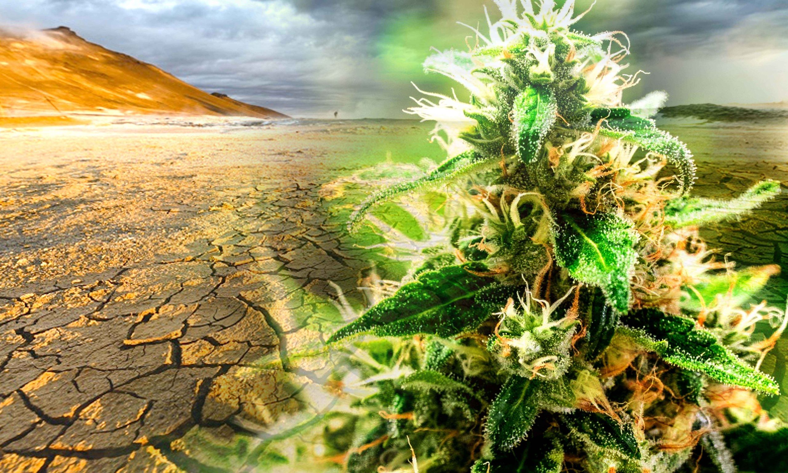 best strains for extreme hot climate
