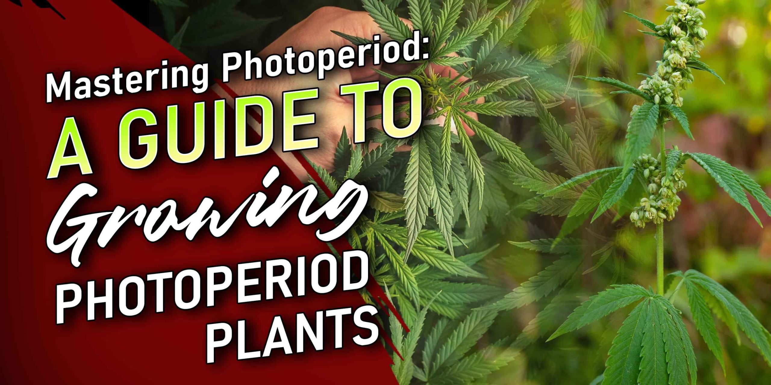 how to grow photoperiod