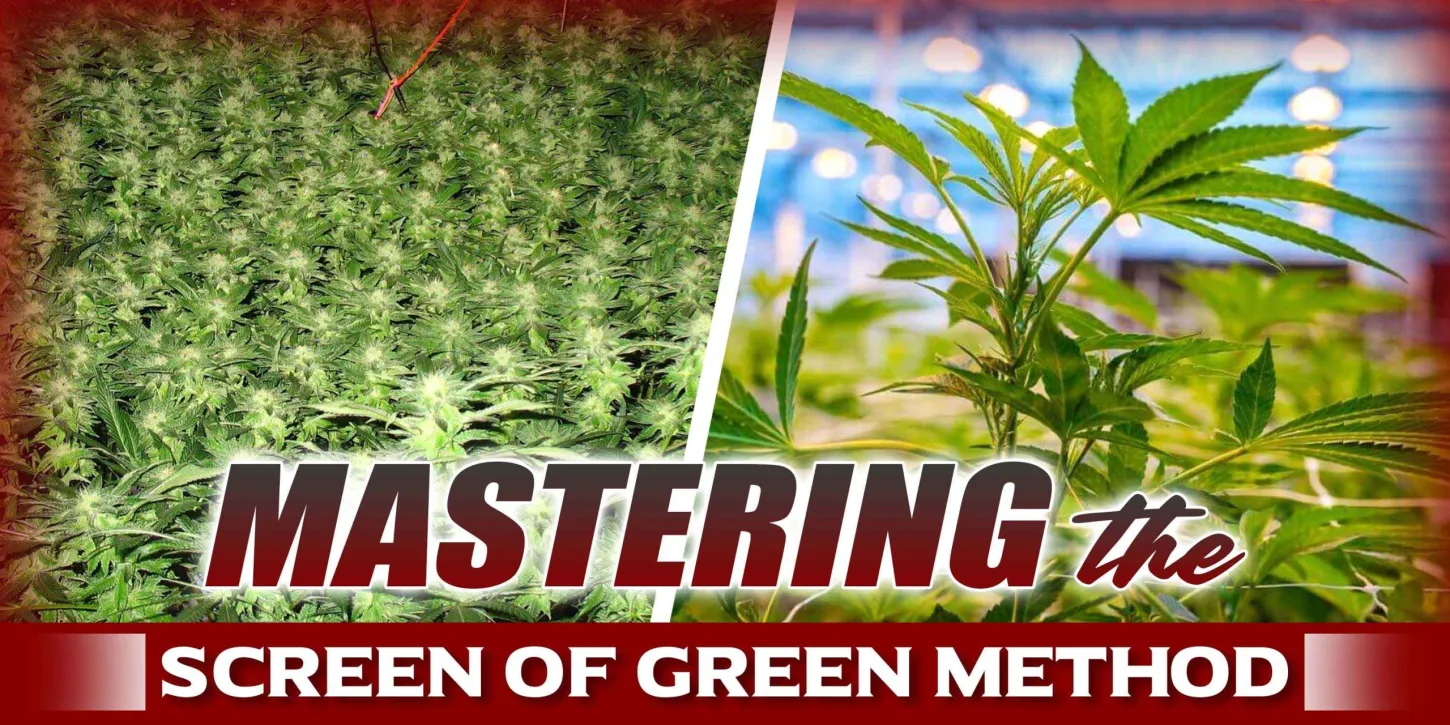 Screen of Green Method