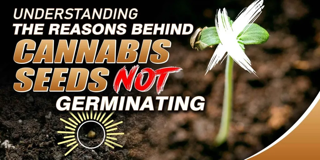 Cannabis Seeds Not Germinating