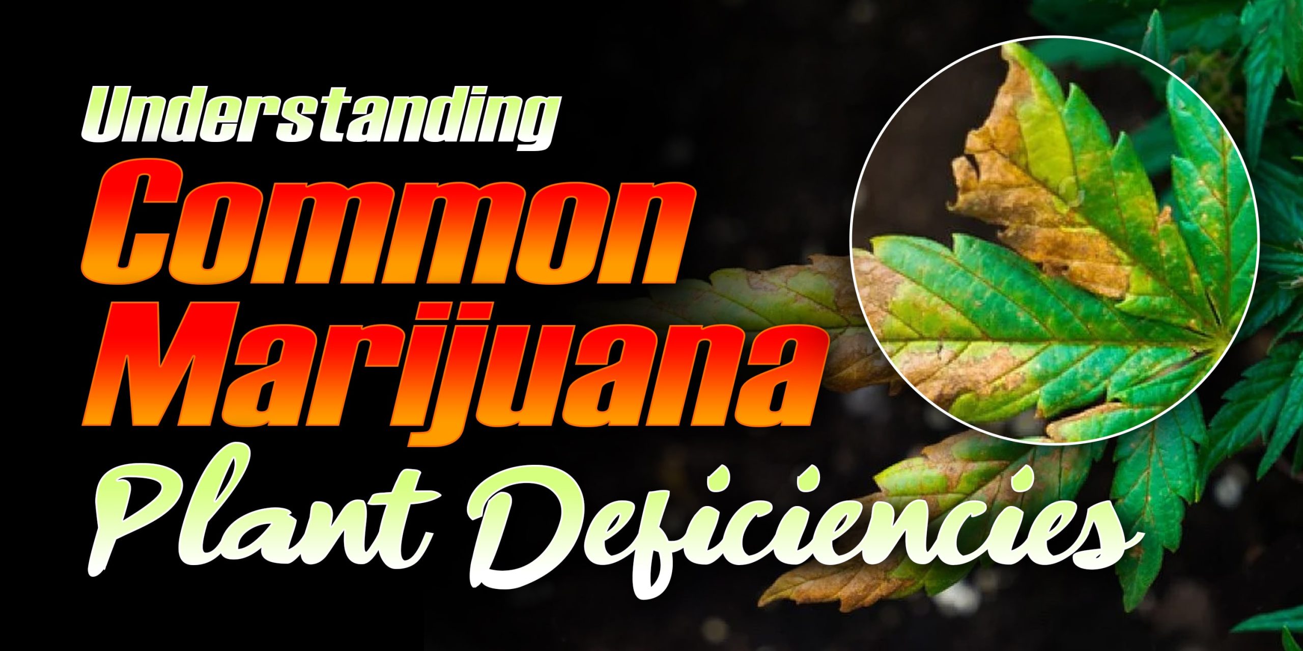 Marijuana Plant Deficiencies