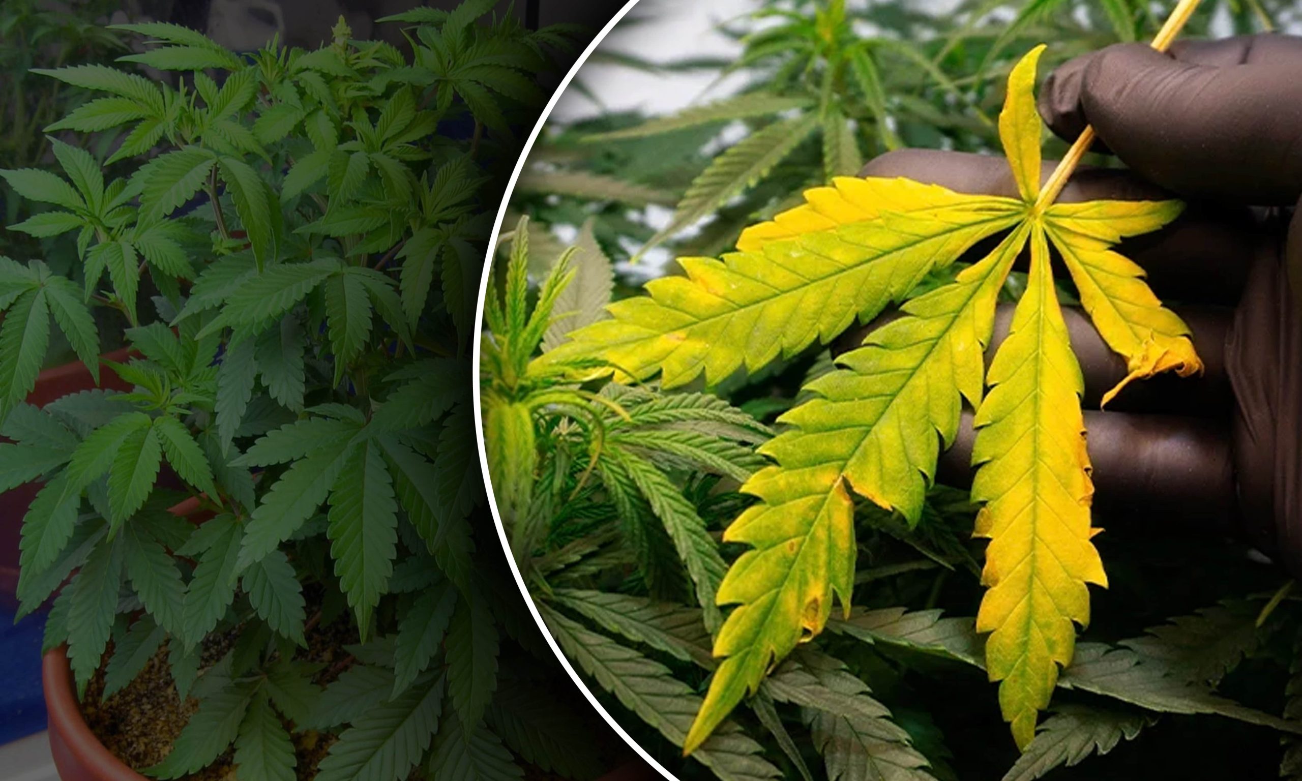 marijuana plant deficiencies
